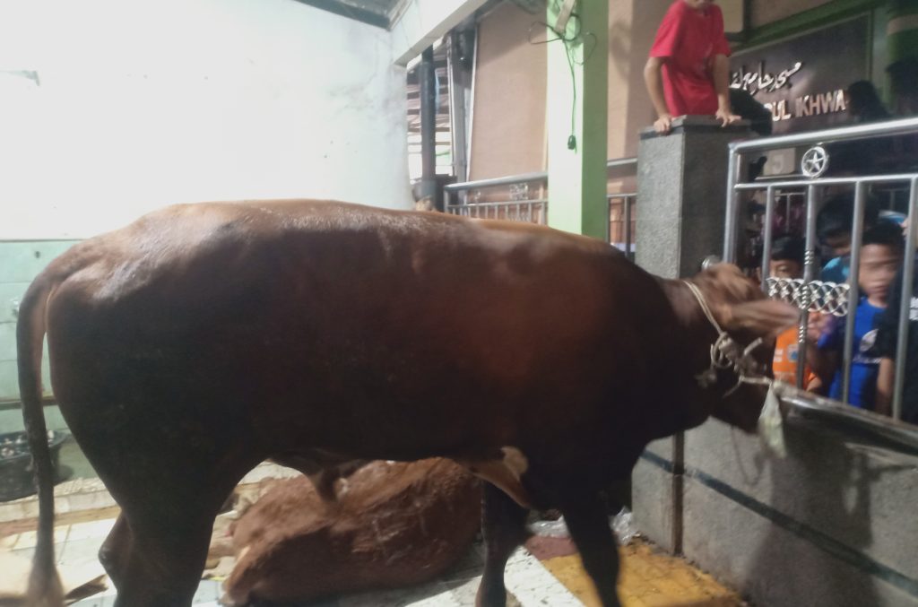 sapi limousin di hari raya idul adha